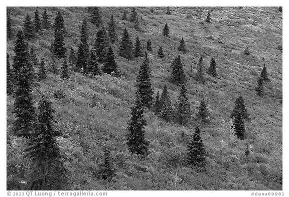 Spruce trees and aspen on slope. Denali National Park (black and white)