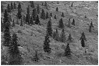 Spruce trees and aspen on slope. Denali National Park ( black and white)