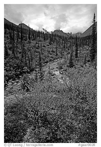 Berry plants in fall color and Arrigetch creek. Gates of the Arctic National Park (black and white)