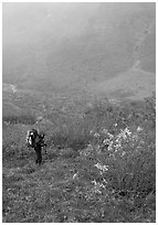 Backpacker in Arrigetch Valley. Gates of the Arctic National Park, Alaska (black and white)