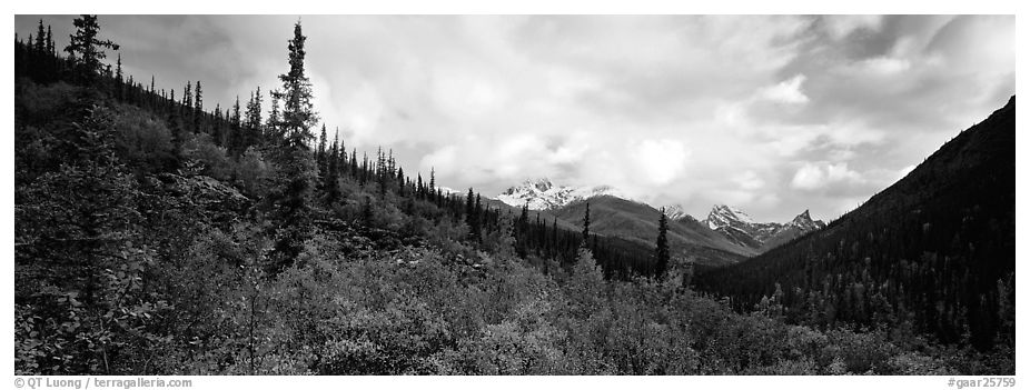 Boreal forest landscape. Gates of the Arctic National Park (black and white)