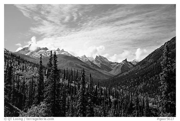 Arrigetch Peaks and spruce forest from Arrigetch Creek entrance, morning. Gates of the Arctic National Park (black and white)