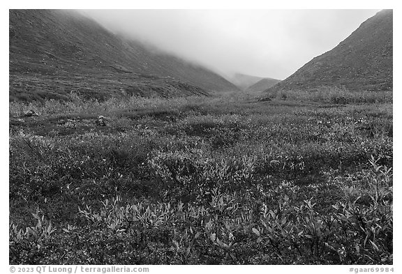 Berry plants and dwarf willow in autumn, Inukpasugruk Creek. Gates of the Arctic National Park (black and white)
