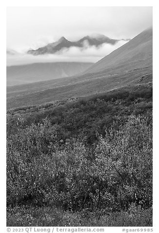 Willows and Soakpak Mountain in the rain. Gates of the Arctic National Park (black and white)