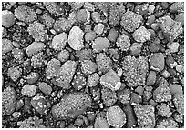Rocks covered with mussels at low tide, Muir inlet. Glacier Bay National Park, Alaska, USA. (black and white)