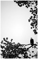 Blad eagle perched on tree branch. Glacier Bay National Park, Alaska, USA. (black and white)