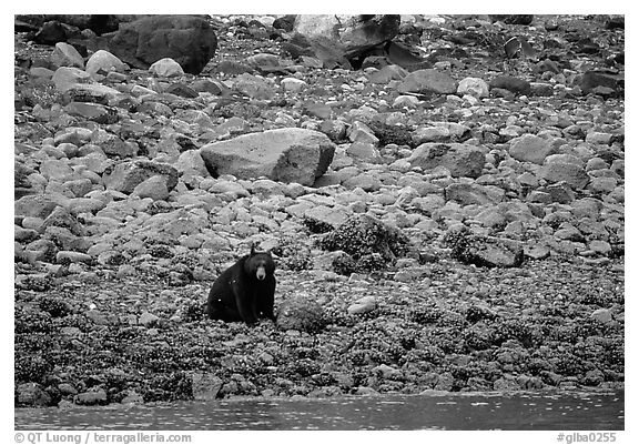 Black bear digging for clams. Glacier Bay National Park (black and white)