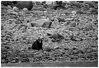 Black bear digging for clams. Glacier Bay National Park, Alaska, USA. (black and white)