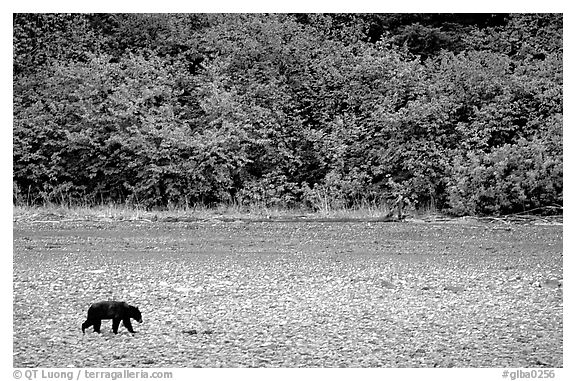 Grizzly bear on beach. Glacier Bay National Park (black and white)