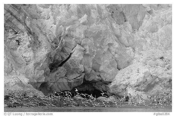 Sea birds at the base of Lamplugh glacier. Glacier Bay National Park (black and white)