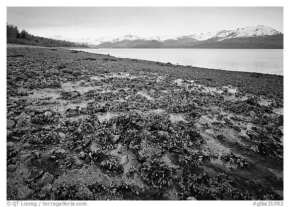 Tidal flats, Muir inlet. Glacier Bay National Park (black and white)