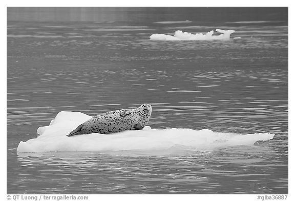 Seal hauled out on iceberg. Glacier Bay National Park (black and white)