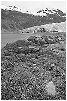 Beach with seaweed exposed at low tide in Reid Inlet. Glacier Bay National Park, Alaska, USA. (black and white)