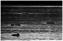 Ripples and icebergs at sunset, Tarr Inlet. Glacier Bay National Park, Alaska, USA. (black and white)