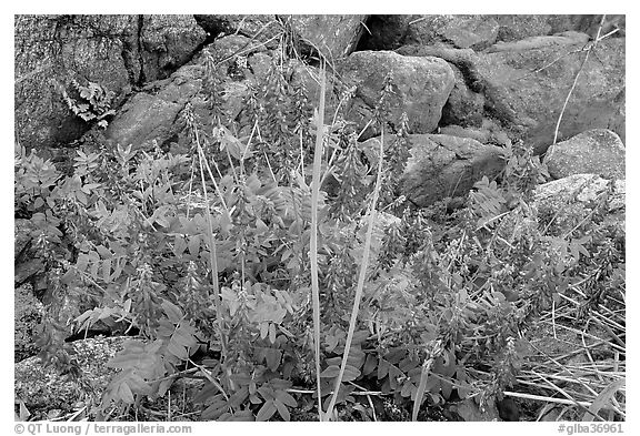 Fireweed and boulders. Glacier Bay National Park (black and white)