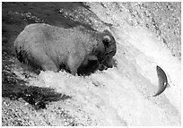 Alaskan Brown bear trying to catch leaping salmon at Brooks falls. Katmai National Park, Alaska, USA. (black and white)