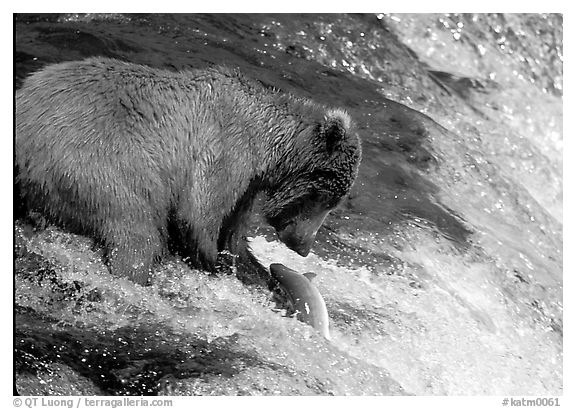 Brown bear (Ursus arctos) catching leaping salmon at Brooks falls. Katmai National Park (black and white)