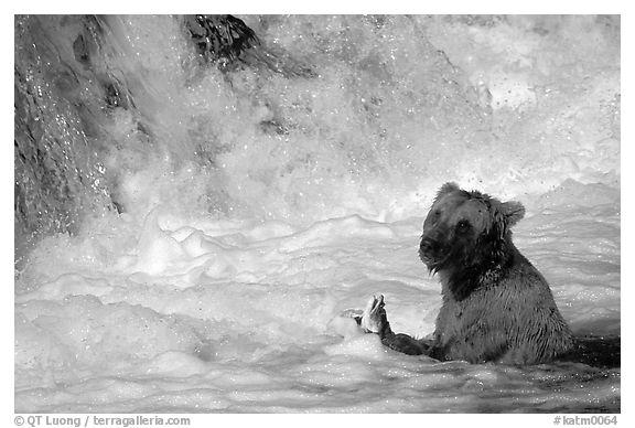 Alaskan Brown bear (Ursus arctos) fishing at the base of Brooks falls. Katmai National Park (black and white)