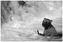 Alaskan Brown bear (Ursus arctos) fishing at the base of Brooks falls. Katmai National Park ( black and white)