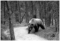 Brown bears encounters on trail are frequent at Brooks camp. Katmai National Park, Alaska, USA. (black and white)