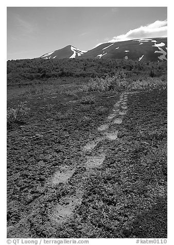 Big bear tracks in the ash, Valley of Ten Thousand smokes. Katmai National Park (black and white)