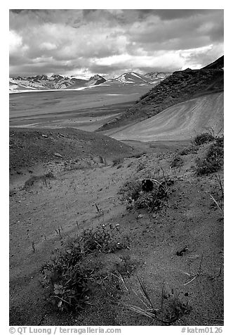 Wildflowers grow on ash at the limit of the Valley of Ten Thousand smokes. Katmai National Park (black and white)