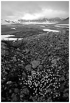 Pumice and wildflowers, Valley of Ten Thousand smokes. Katmai National Park, Alaska, USA. (black and white)
