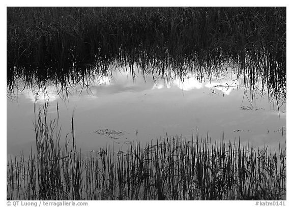 Reflections in pond near Brooks camp. Katmai National Park (black and white)