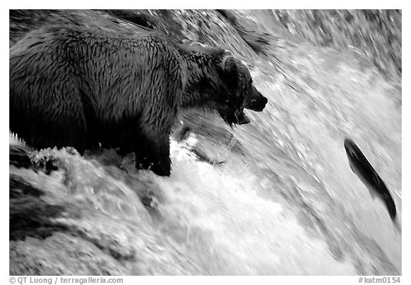 Brown bear (Ursus arctos) trying to catch leaping salmon at Brooks falls. Katmai National Park (black and white)