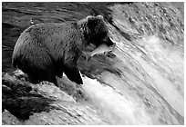 Alaskan Brown bear with catch  at Brooks falls. Katmai National Park, Alaska, USA. (black and white)