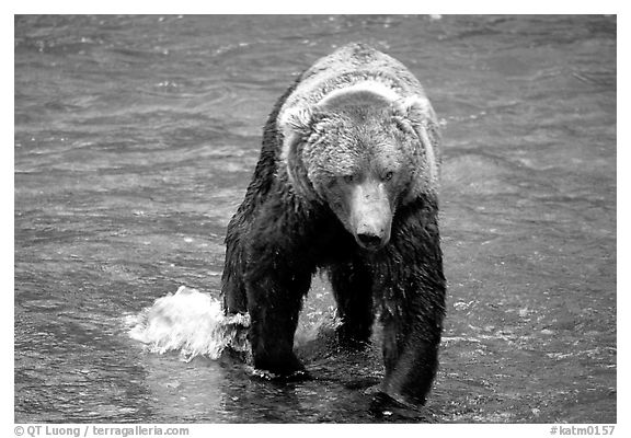 Alaskan Brown bear in the Brooks river. Katmai National Park (black and white)