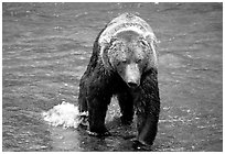 Alaskan Brown bear in the Brooks river. Katmai National Park, Alaska, USA. (black and white)