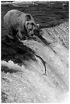 Brown bear watching a salmon jumping out of catching range at Brooks falls. Katmai National Park, Alaska, USA. (black and white)