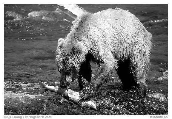 Brown bear (scientific name: ursus arctos) eating salmon at Brooks falls. Katmai National Park (black and white)