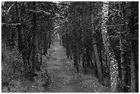 Narrow trail in dark forest, Brooks Camp. Katmai National Park ( black and white)