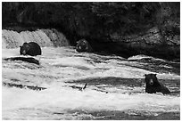 Bears in Brooks River below Brooks Falls. Katmai National Park ( black and white)