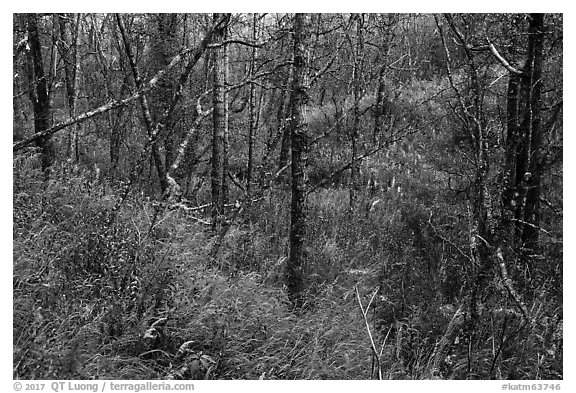 Forest and undergrowth in autumn. Katmai National Park (black and white)