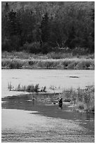 Grizzly bear swimming, Brooks River. Katmai National Park ( black and white)