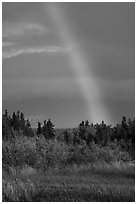 Rainbow over autumn grasses and trees. Katmai National Park ( black and white)