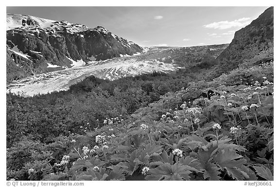 Wildflowers and Exit Glacier, late afternoon. Kenai Fjords National Park, Alaska, USA.