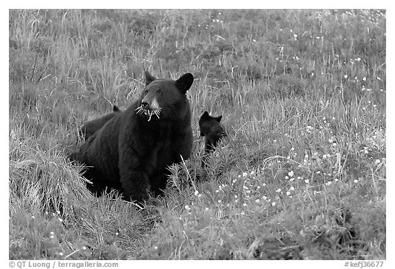 Black bear with cubs. Kenai Fjords National Park (black and white)