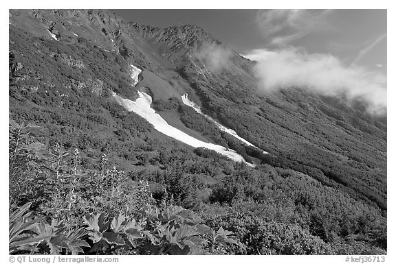 Lupine, neve, and verdant mountain slopes. Kenai Fjords National Park (black and white)