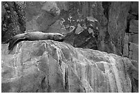 Stellar sea lion sleeping on rock. Kenai Fjords National Park, Alaska, USA. (black and white)