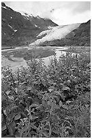 Dwarf fireweed and Exit Glacier. Kenai Fjords National Park, Alaska, USA. (black and white)