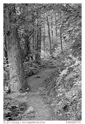 Harding Icefield trail passing through a young forest. Kenai Fjords National Park (black and white)