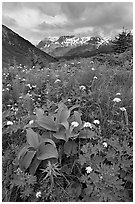 Marmot Meadows and Resurection Mountains. Kenai Fjords National Park, Alaska, USA. (black and white)