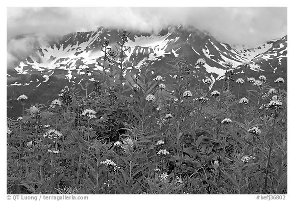 Flowers and peaks, Marmot Meadows. Kenai Fjords National Park (black and white)