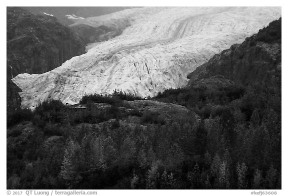 Trees in fall foliage and Exit Glacier. Kenai Fjords National Park (black and white)