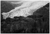 Trees in fall foliage and Exit Glacier. Kenai Fjords National Park ( black and white)