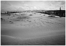 Dune field with boreal forest in the distance. Kobuk Valley National Park, Alaska, USA. (black and white)